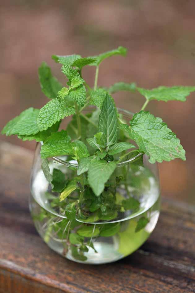 Image result for How to grow mint indoors