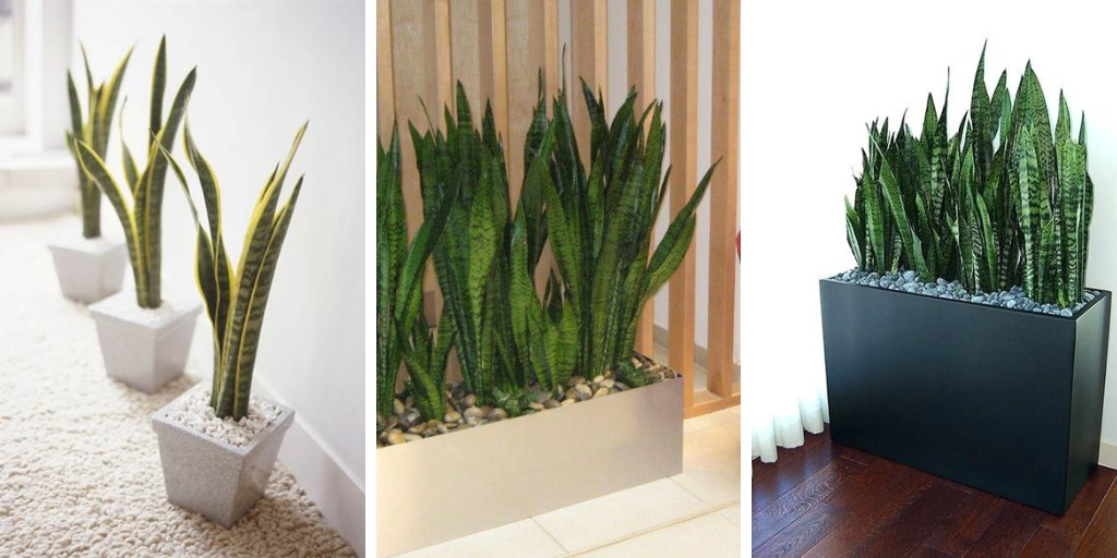 7 Great Benefits Of Snake Plants You Didn't Know Aboutمزیت های گیاه سانسوریا