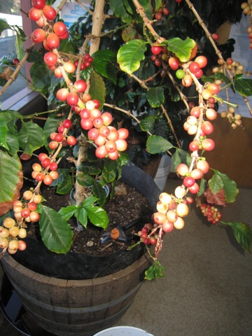 آموزش کاشت گیاه قهوه در منزل