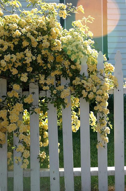 day 122 - yellow roses and fence | Lady banks rose, Beautiful ...