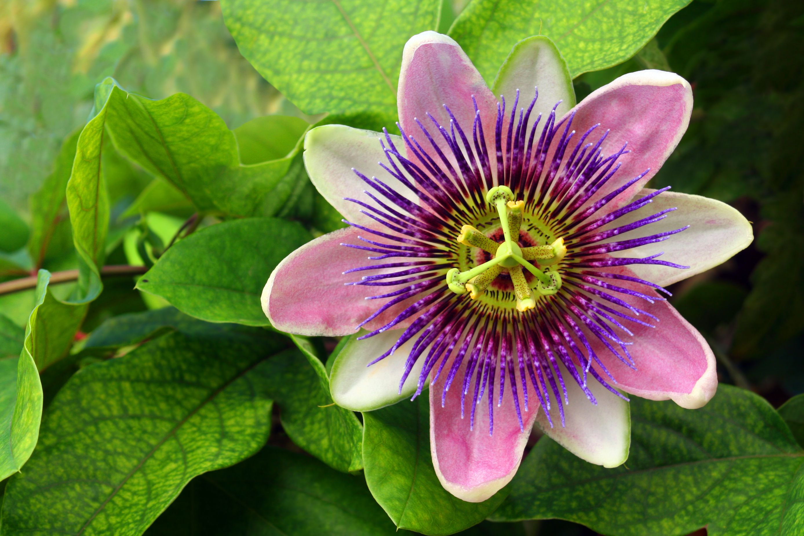 How to Grow Passionflower Indoors