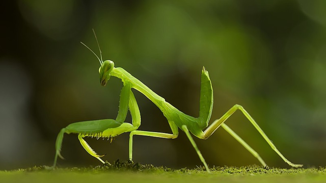 More than 100 praying mantises brought in by Christmas tree invade ...