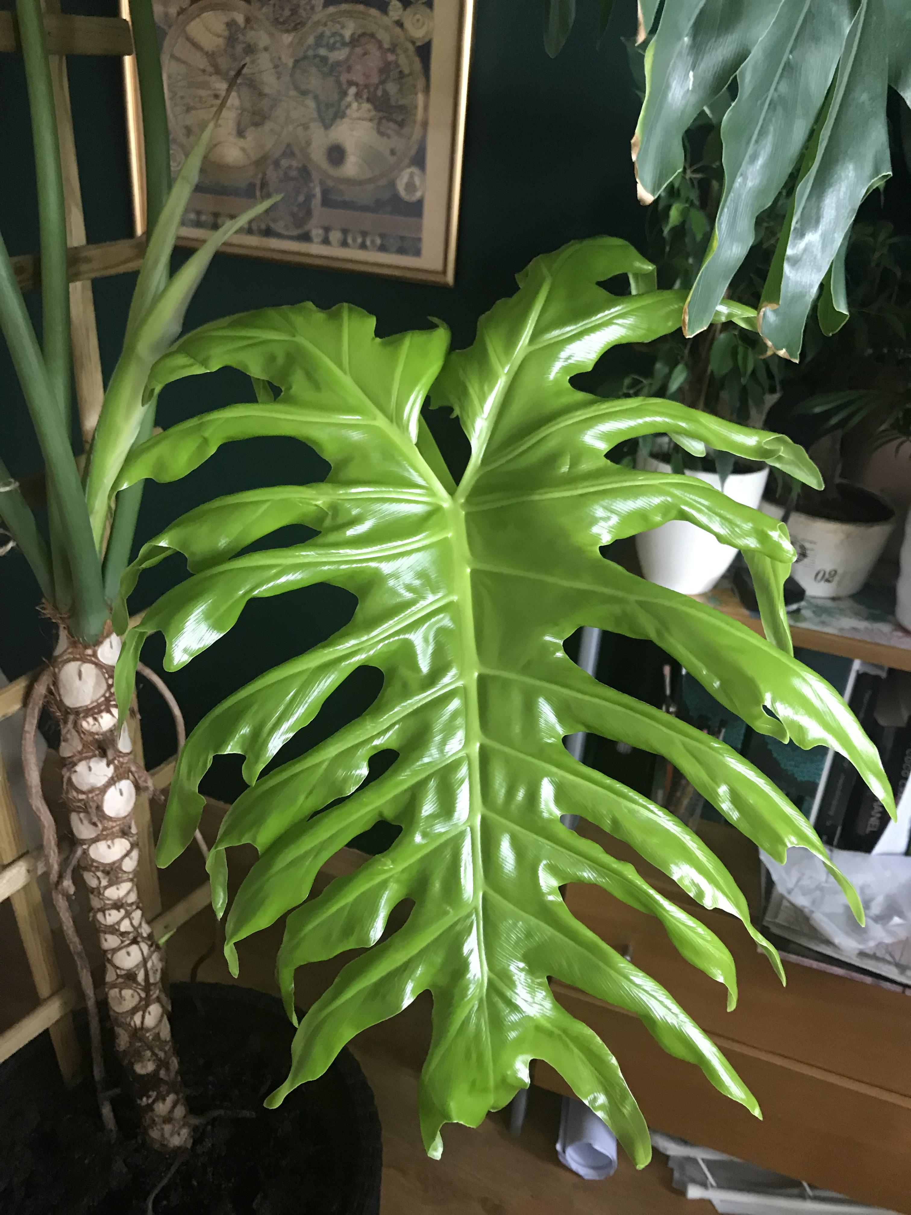 Philodendron selloum - new leaf ! 😇: houseplants