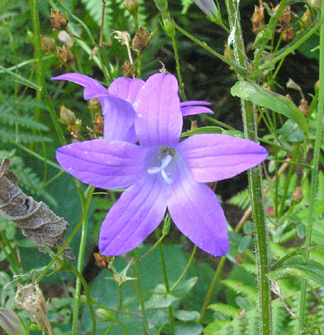 British Wild Plant: Campanula patula Spreading Bellflower