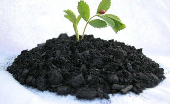Organic fertilizer Biochar | GreenPower Blog
