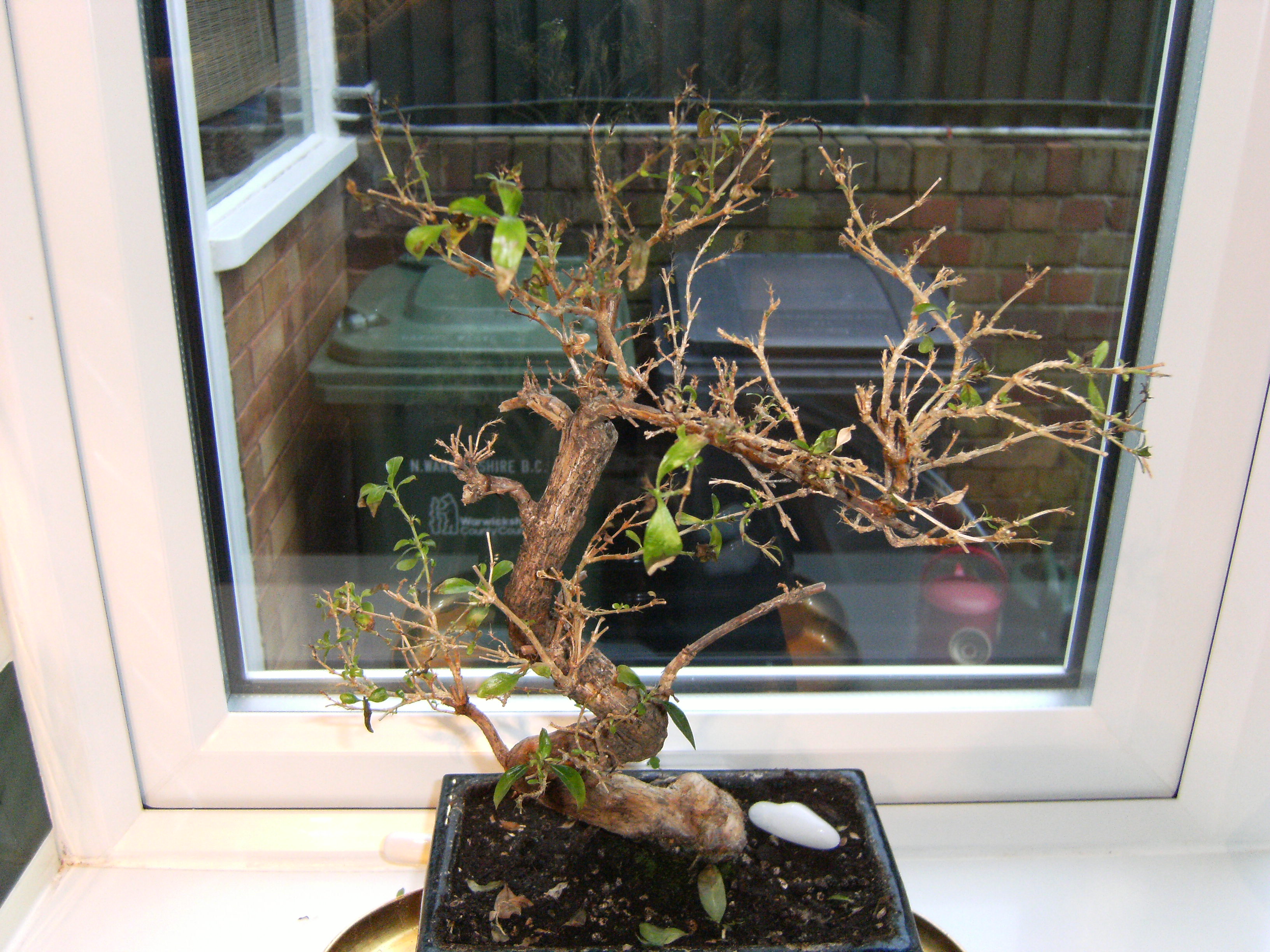 Question about black tips on the leaves of a Serissa Bonsai tree - Bonsai Trees for Sale UK
