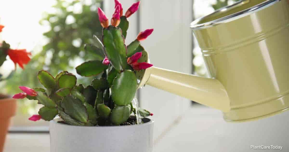 Watering Christmas Cactus: How Often to Water Christmas Cactus