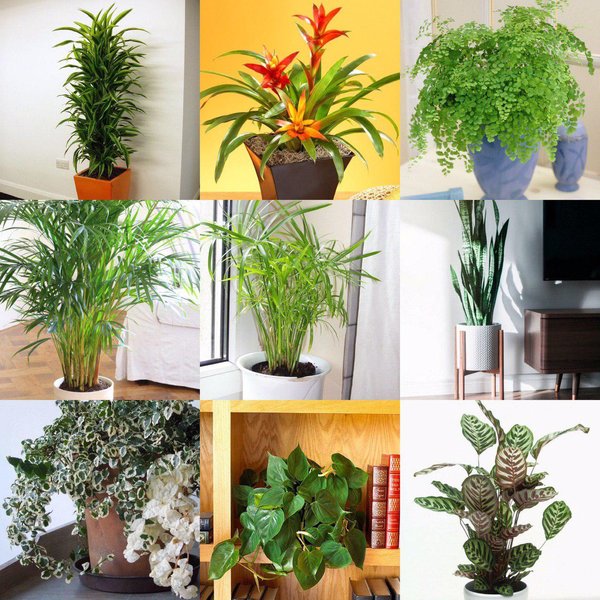 گیاهانی که در تاریکی رشد می کنند - معرفی 9 گیاه مناسب برای مکان های کم نور - اصله