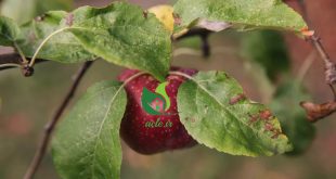 بیماری های شایع درخت سیب