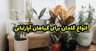 انواع گلدان برای گیاهان آپارتمانی