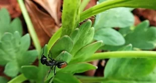دفع مورچه با گیاهان